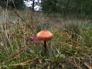 Small brown mushroom in the grass