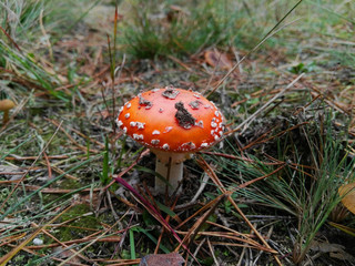 Red poisonous mushroom
