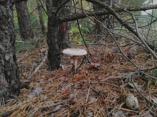 White mushroom under a tree in the forest