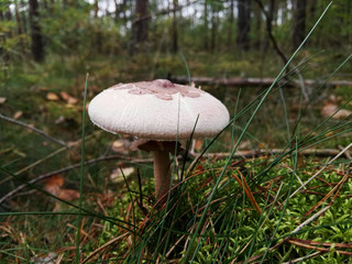 White mushroom in the middle of the forest