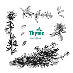 Thyme plant, leaves, flowers and bunch vector hand drawn illustration