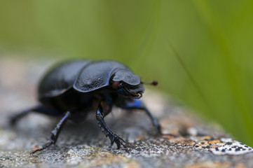 Dor beetle (Geotrupes stercorarius)