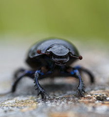 Dor beetle (Geotrupes stercorarius)
