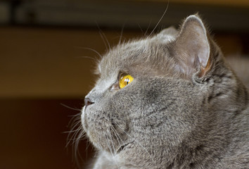 Close-up photo of a gray cat's head with yellow eyes