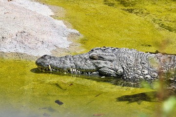 coccodrillo