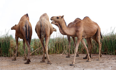camels feeding