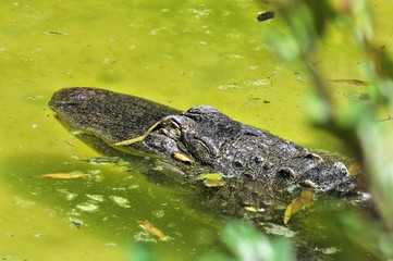 alligatore