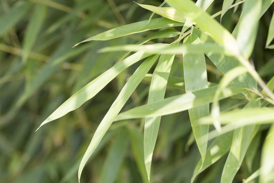 Closeup of bamboo leaves with morning sunlight.