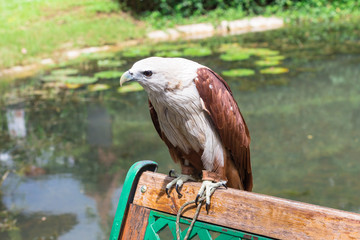 Eagle :  ワシ・鷲