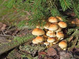Graublättriger Schwefelkopf, Hypholoma capnoides