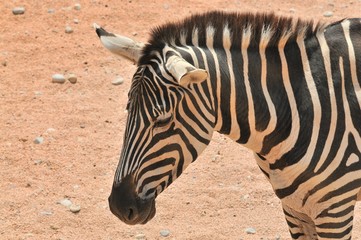 zebra