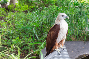 Eagle :  ワシ・鷲