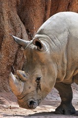 Obraz premium riniceronte