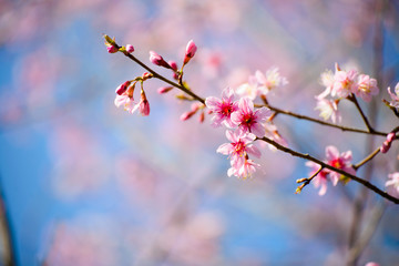 Cherry Blossom Sakura flowers with blue sky background at Phu Lom Lo, Loei province, Thailand.