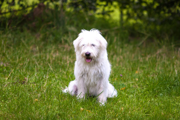 Dogs playing