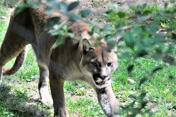 Naklejka premium puma