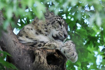 leopardo