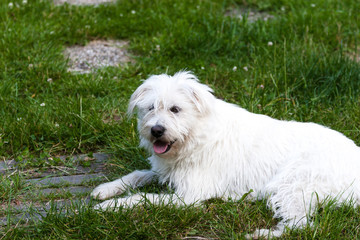 Dogs lying in the gras and looking