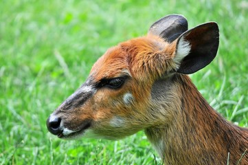 cervo africa
