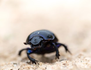 Waldmistkäfer (Anoplotrupes stercorosus) krabbelt über eine Sandfläche, Niedersachsen,...