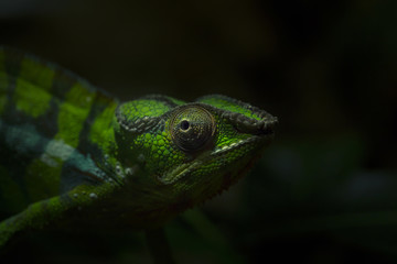 Furcifer Pardalis Chamäleon 