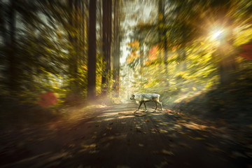 Fototapete bei efototapeten.de bestellen   