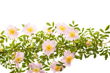 rosehip branch with flowers isolated © ksena32