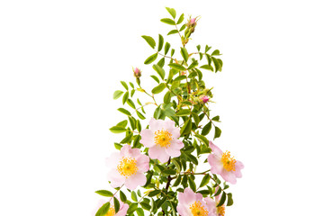 Fototapeta rosehip branch with flowers isolated obraz