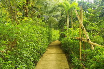 Naklejka premium Trees in the jungle in Asia