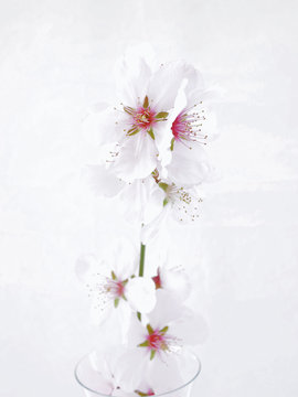 almond blossom on white background