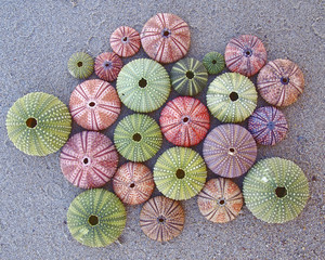 colorful sea urchins on wet sand beach