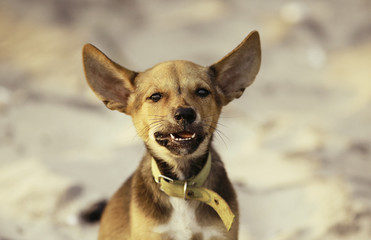 Lonely puppy on the beach