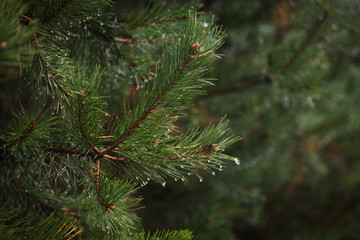 Branch coniferous tree in the woods after a rain with place for text