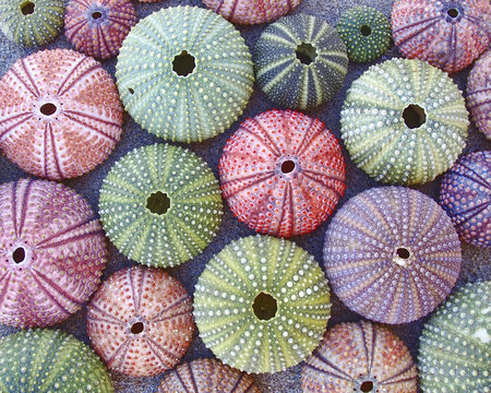 colorful sea urchins on wet sand beach