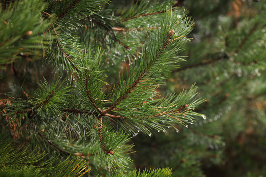 Branch coniferous tree in the forest after the rain