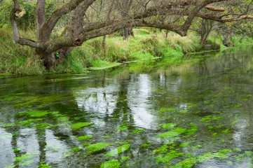 清流と水草