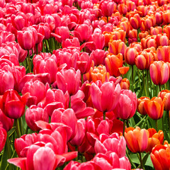 Flower park in Holland, tulip field, Netherlands, Keukenhof
