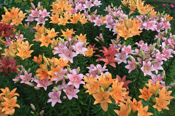 Lilly colorful