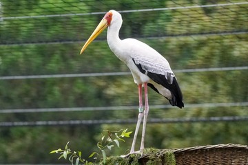 African Stork