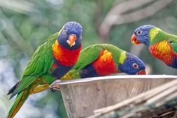 Colorful Parrots
