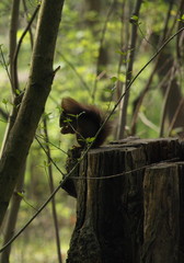 Eichhörnchen (Squirrel) sitzt auf einem Baumstamm und frisst Nüsse, gesehen in Mannheim Waldpark, Frühjahr 14