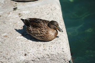 Ente