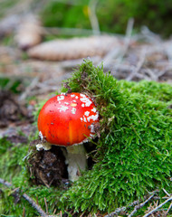 Fliegenpilz_Amanita muscaria_Glückspilz