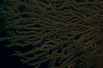 texture of the sea anemone macro tentacles corals