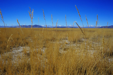 Obraz premium background with beautiful autumn grass