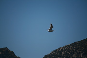 Möwe