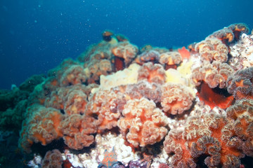 Naklejka na ściany i meble colony of sea anemones under water corals