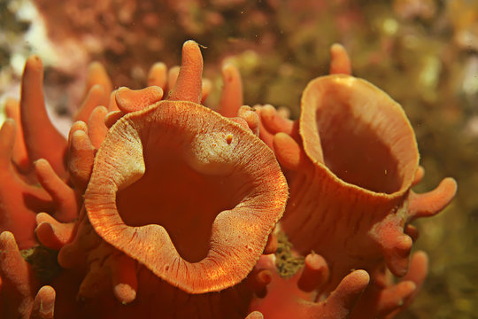 ascidia purple underwater photo coral reef