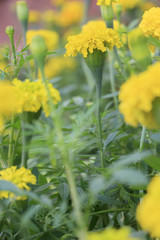 yellow marigold flower in garden (selective focus)