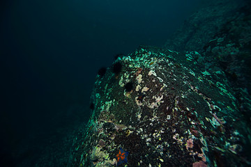 underwater landscape